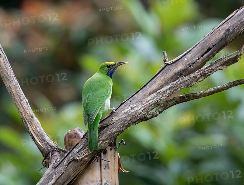 Golden-fronted Leafbird (Chloropsis aurifrons), Kaeng Krachan National Park, Thailand, Asia