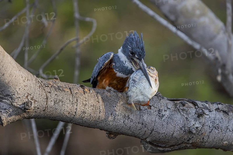 Red-breasted Kingfisher (Megaceryle torquata), on branch, eating fish, Rio Claro, Pantanal, Brazil, South America