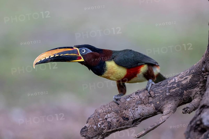Brown-eared Aracari (Pteroglossus castanotis), on branch, Pantanal, Brazil, South America