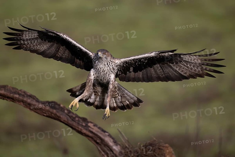 Bonelli's eagle (Aquila fasciata), approaching a branch, Sierra Morena, Andalusia, Spain, Europe