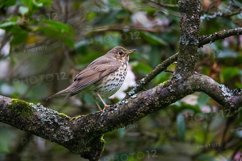 Song Thrush (Turdus philomelos), adult bird perched on a branch, Hesse, Germany, Europe