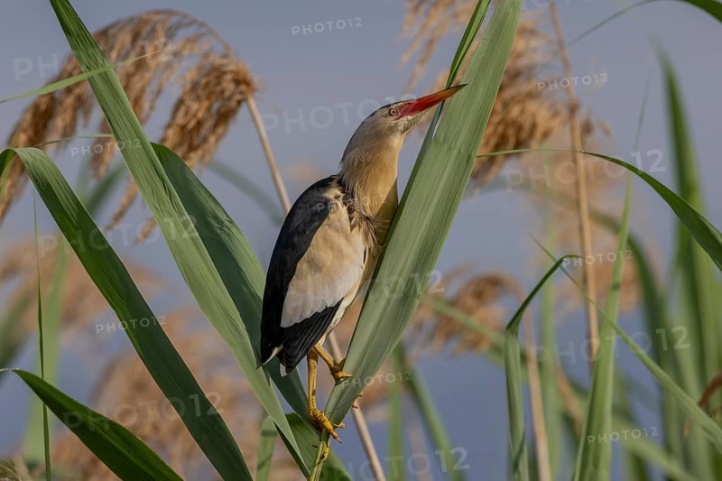 Little Bittern (Botaurus minutus, on top of a reed, Lake Kerkini, Greece, Europe