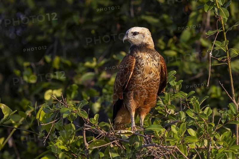 Fish hawk (Busarellus nigricollis), portrait, Pantanal, Brazil, South America