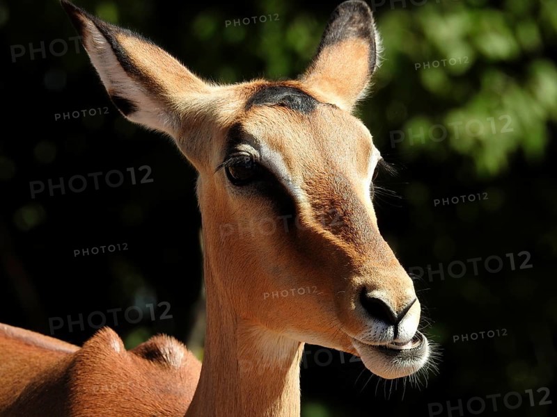 Close-up of an antelope with an attentive gaze against a green background, Black Heeler Antelope, Impala (Aepyceros melampus), Chobe National Park, Botswana, Africa