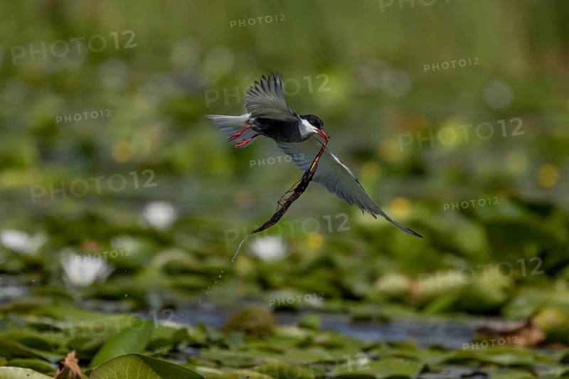 White-bearded Tern (Chlidonias hybrida), flying with nesting material, Danube Delta, Romania, Europe
