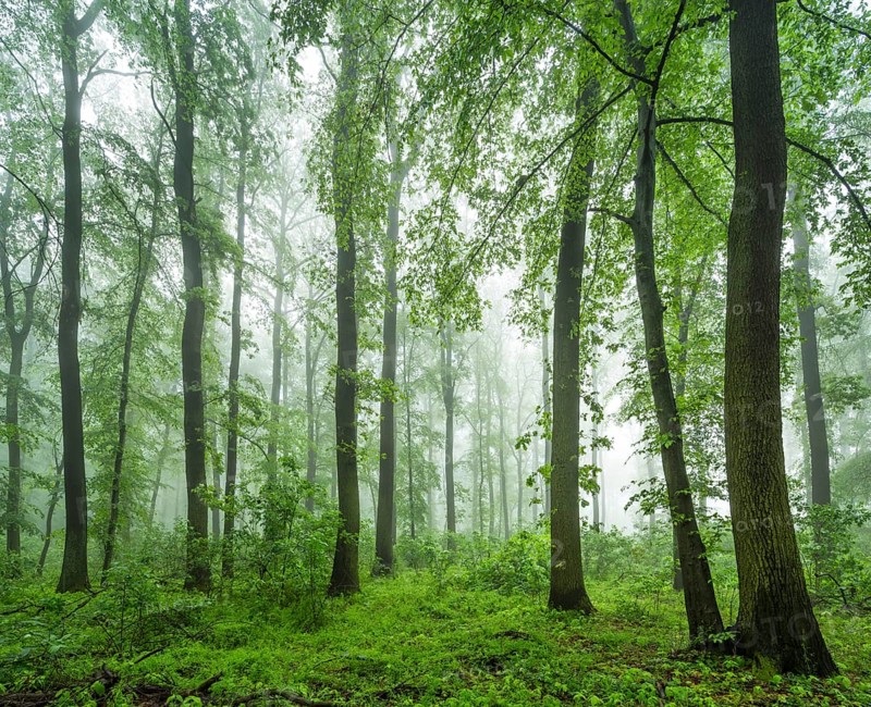 Near-natural deciduous forest of beech, oak and hornbeam with fog in spring, near Freyburg, Saxony-Anhalt, Germany, Europe