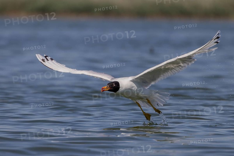 Herring gull (Ichthyaetus ichthyaetus), taking off from the water, Danube Delta, Romania, Europe