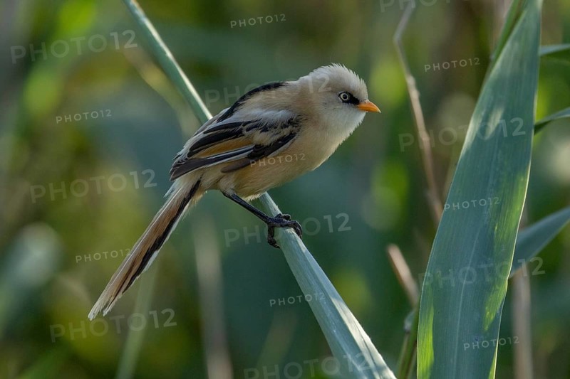 Bearded Tit (Panurus biarmicus), 1 female in backlight, on reed stalk, Danube Delta, Romania, Europe