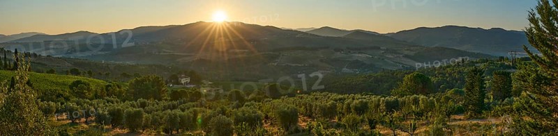 Tuscan landscape at sunrise, country estate with vineyards, forests amd olive trees in Chianti, Chianti Region, Tuscany, Italy, Europe
