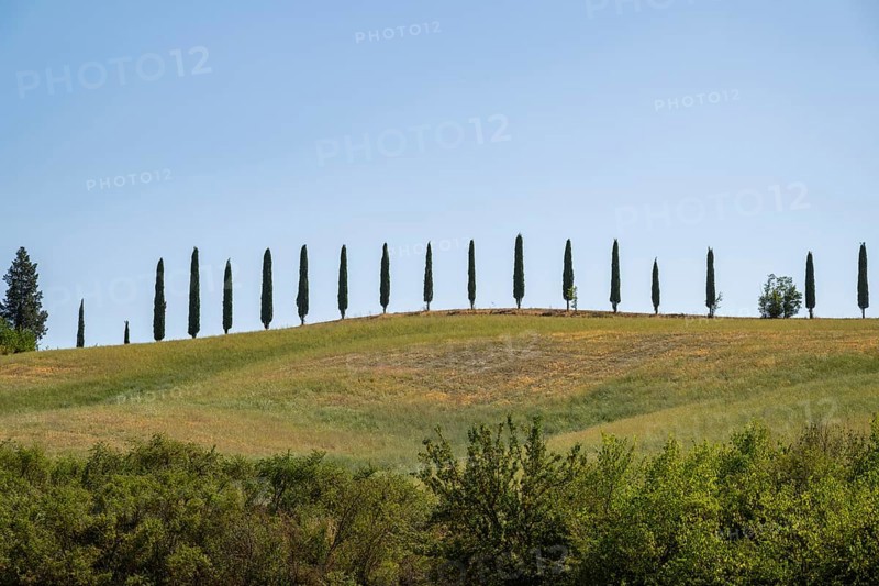 Cypress trees standing on top of a hill, Unesco world heritage site Crete Senesi, Italy, Europe
