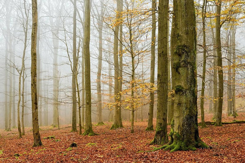 Beech forest, beech trees (fagus) with last yellow leaves in autumn, bare trees and fog, Kellerwald-Edersee National Park, Hesse, Germany, Europe