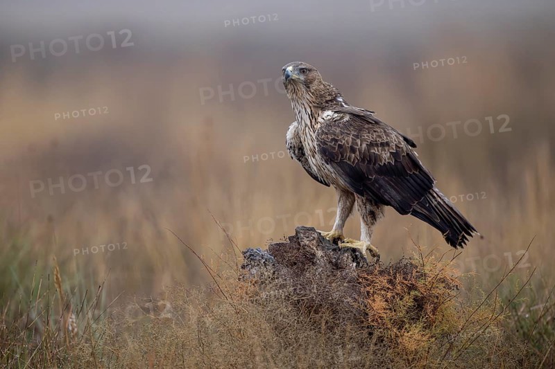 Bonelli's eagle (Aquila fasciata), on tree stump, La Mancha, Spain, Europe