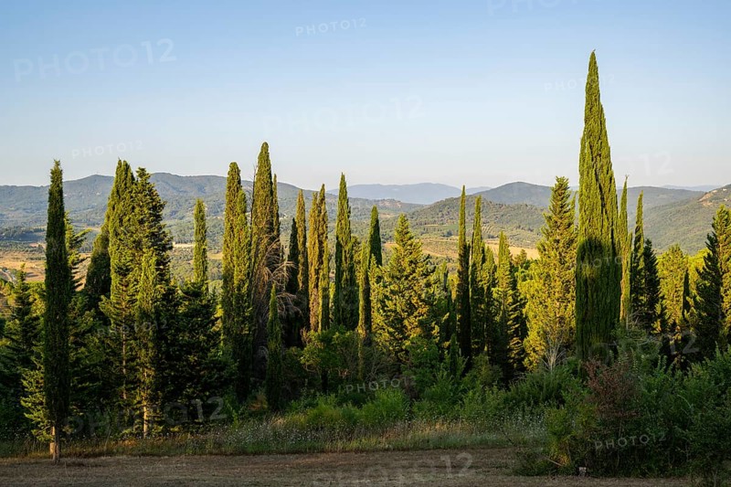 Tuscan landscape, country estate with, cypress trees in Chianti, Chianti Region, Tuscany, Italy, Europe