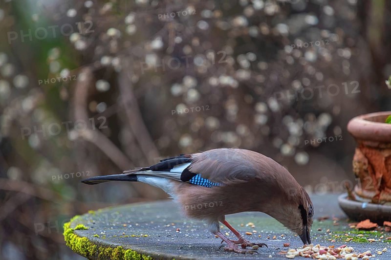 Eurasian jay (Garrulus glandarius) fetching nuts from the patio table, Bavaria, Germany, Europe
