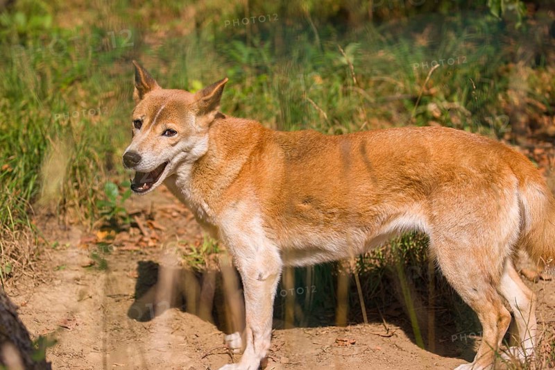 One New Guinea singing dog or New Guinea Highland dog (Canis hallstromi) (Canis dingo hallstromi, Canis familiaris) standing on a meadow