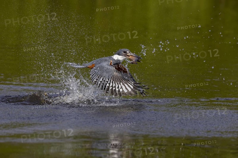 Red-breasted Kingfisher (Megaceryle torquata), flying with caught fish, Rio Claro, Pantanal, Brazil, South America