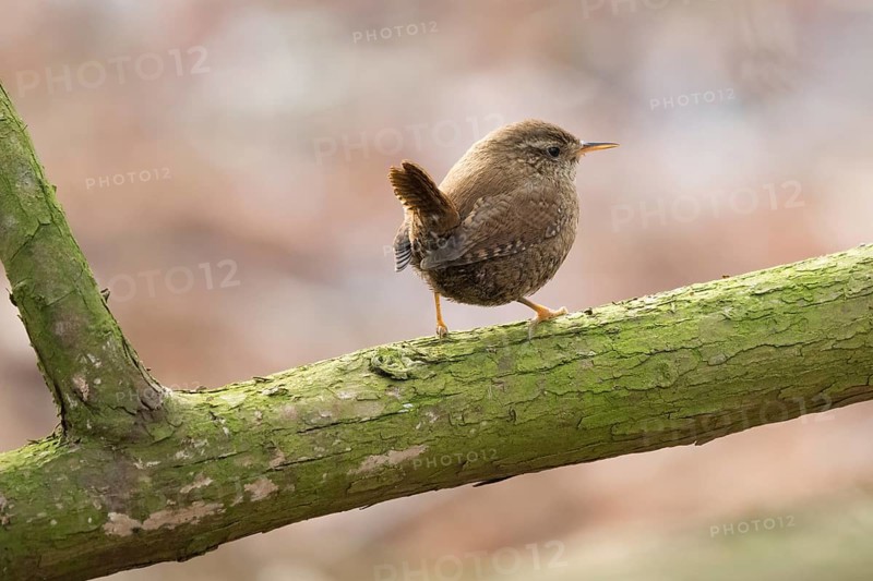 A wren (Troglodytes troglodytes) sitting on a green branch in a natural environment, Hesse, Germany, Europe
