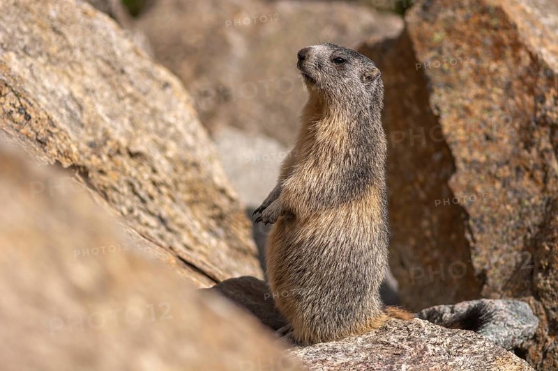 An alpine marmot (Marmota marmota) stands on a rock. The animal is brown and grey. Aosta, Gran Paradiso, Italy, Europe