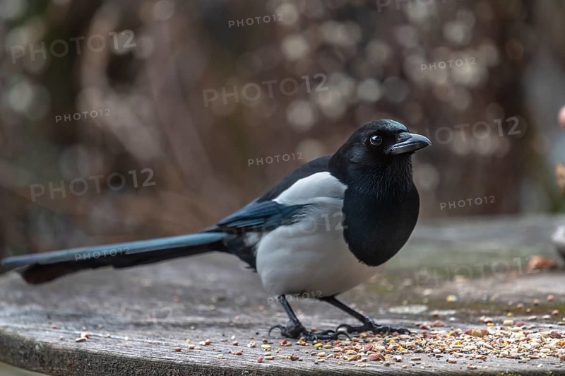 Magpie (Pica pica) fetching food from a patio table, Bavaria, Germany, Europe
