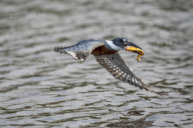 Red-breasted Kingfisher (Megaceryle torquata), flying with caught fish, Rio Claro, Pantanal, Brazil, South America