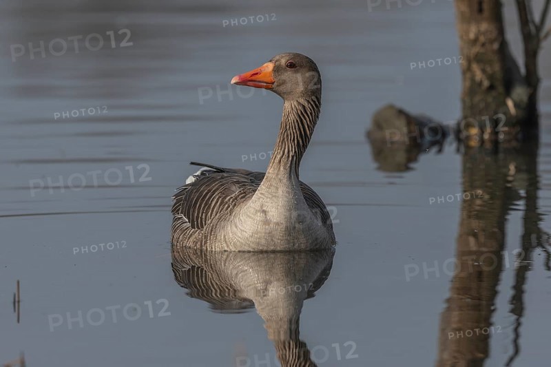 Greylag goose (Anser anser) swimming on a pond in a nature reserve. Lower Rhine, Alsace, France, Europe