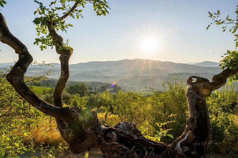 Tuscan landscape at sunrise, country estate with vineyards, forests, olive trees and cypresses in Chianti, Chianti Region, Tuscany, Italy, Europe
