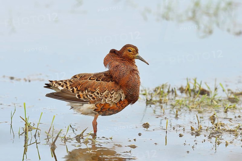 Ruff (Philomachus pugnax), adult male in splendid plumage with erect ruff, courtship display, standing in shallow water in the moor, imposing behaviour, snipe birds, wildlife, Ochsenmoor, Naturpark Dümmer See, Hüde, Lower Saxony, Germany, Europe