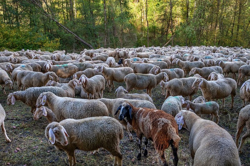 A herd of Merinoland sheep in a fenced pasture, Thuisbrunn, Upper Franconia, Bavaria, Germany, Europe