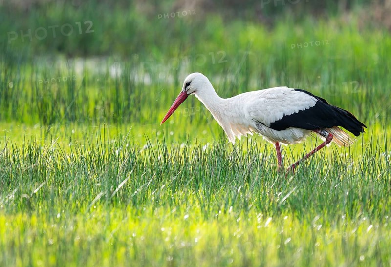 White stork (Ciconia ciconia) foraging in a meadow, spider threads on the grass, Lower Saxony, Germany, Europe