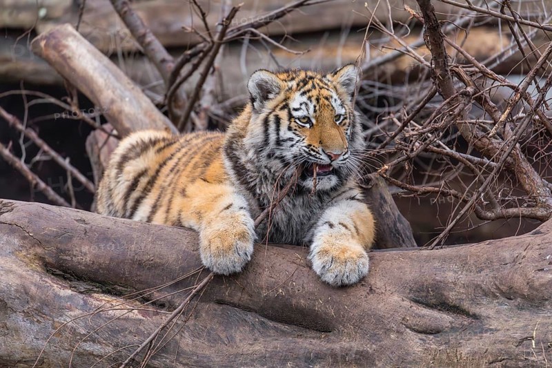 One young Siberian Tiger, Panthera tigris altaica resting on a log and chewing bored on a twig