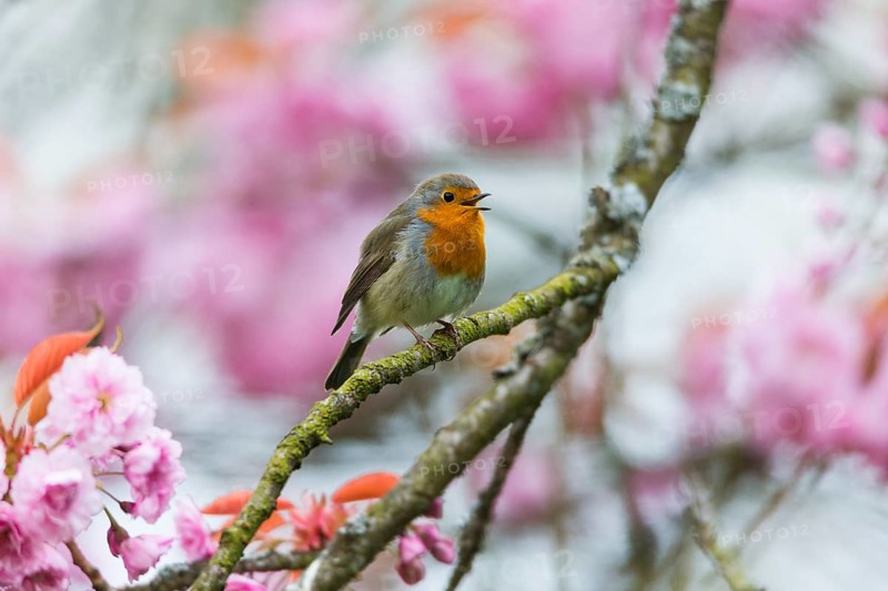 Robin (Erithacus rubecula), adult male perched on branch of a flowering cherry tree, singing during the breeding season, Hesse, Germany, Europe
