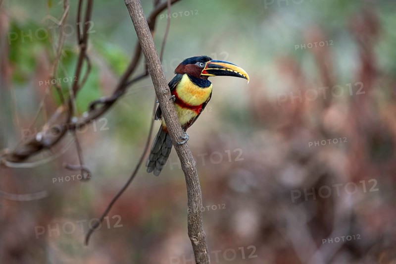 Brown-eared Aracari (Pteroglossus castanotis), on branch, Pantanal, Brazil, South America