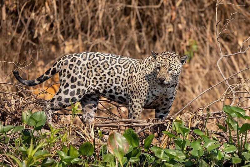 Jaguar (Panthera onca) on a steep bank, Pantanal, Brazil, South America