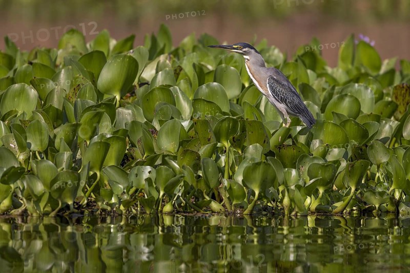 Mangrove heron (Butorides striata), on aquatic plants, Pantanal, Brazil, South America