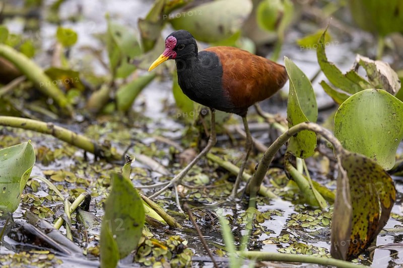 Red-fronted Jacana (Jacana jacana), in the water, Pantanal, Brazil, South America