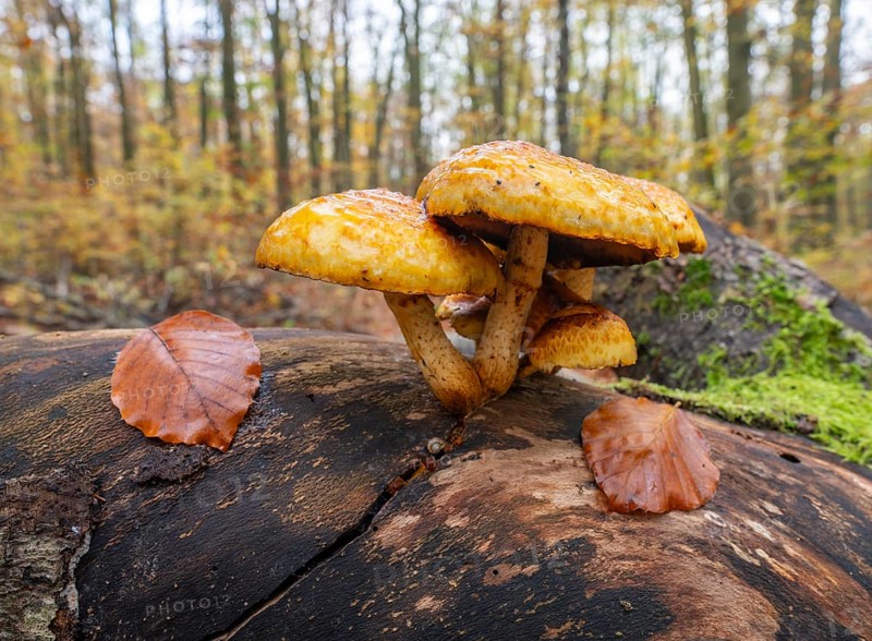 Goldfell Schüppling (Pholiota aurivella), fruiting body on a dead trunk of a copper beech (Fagus sylvatica) lying on the ground, dead wood, Hainich National Park, Thuringia, Germany, Europe