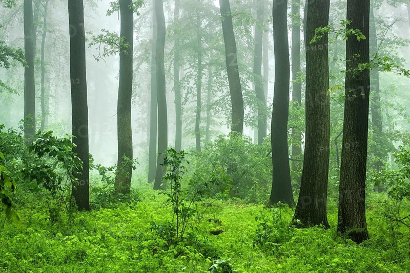 Near-natural deciduous forest of beech, oak and hornbeam with fog in spring, near Freyburg, Saxony-Anhalt, Germany, Europe