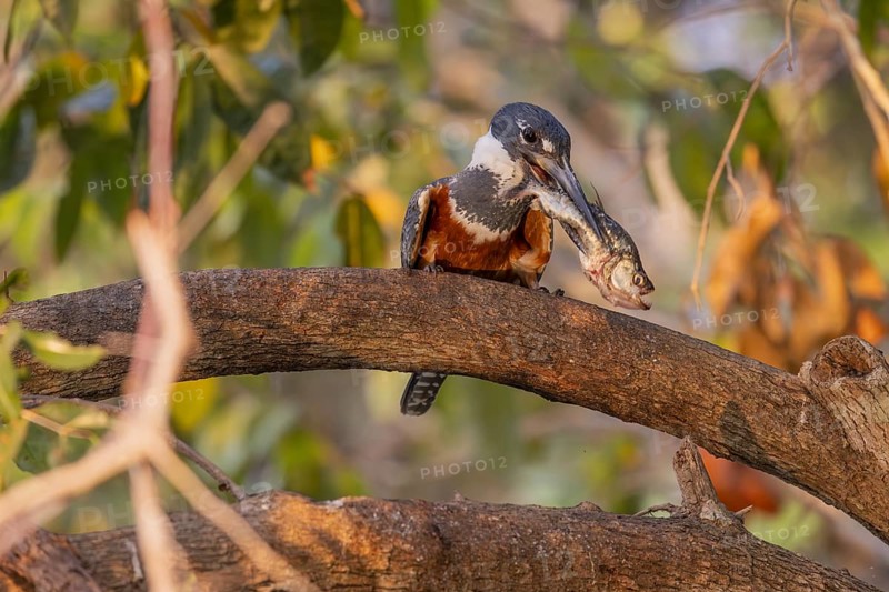 Red-breasted Kingfisher (Megaceryle torquata), on branch, eating piranha, Rio Claro, Pantanal, Brazil, South America