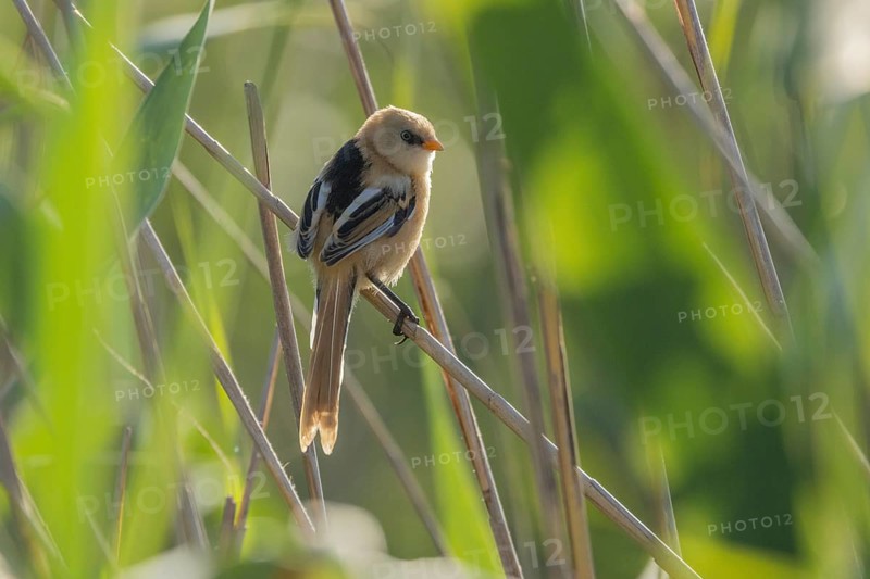 Bearded Tit (Panurus biarmicus), 1 female in backlight, on reed stalk, Danube Delta, Romania, Europe