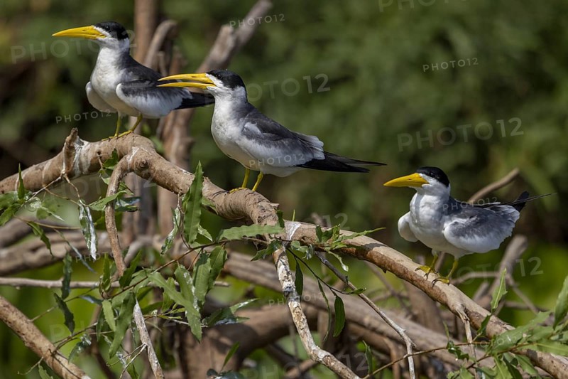 Large-billed Tern (Phaetusa simplex), 3 birds, on branch, Pantanal, Brazil, South America
