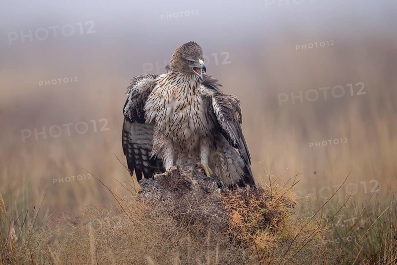 Bonelli's eagle (Aquila fasciata), mantling on tree stump, La Mancha, Spain, Europe
