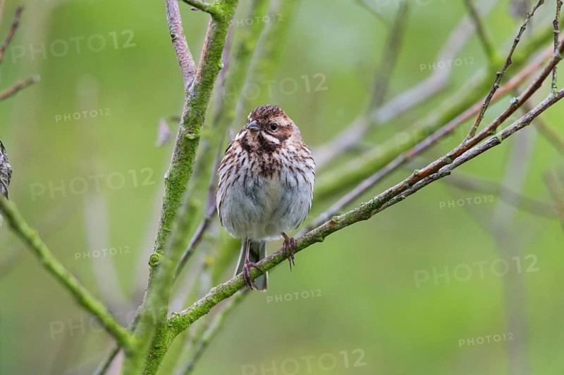 Reed Bunting, (Emberiza schoeniclus), adult female, perched on a twig, Hesse, Germany, Europe