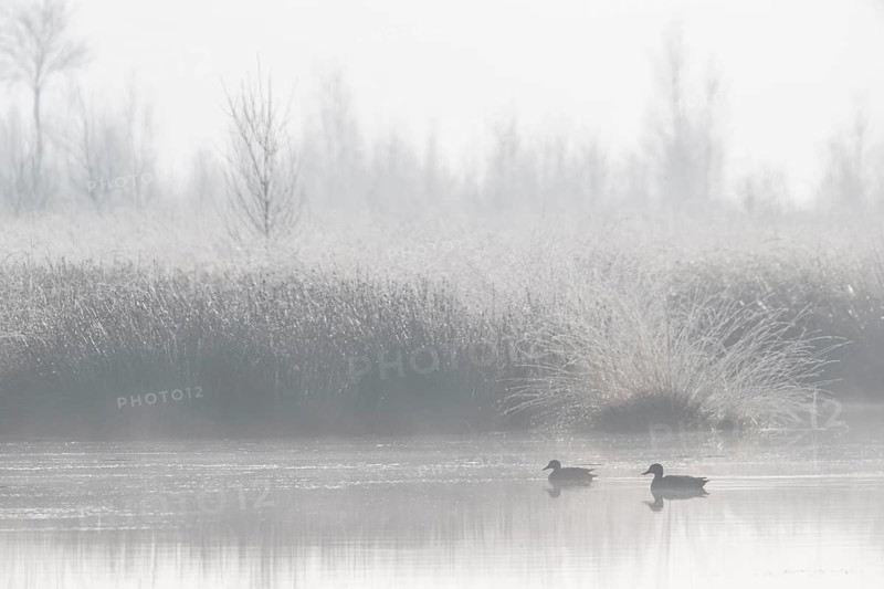 Moor scour with teals (Anas crecca) in the fog, Emsland, Lower Saxony, Germany, Europe