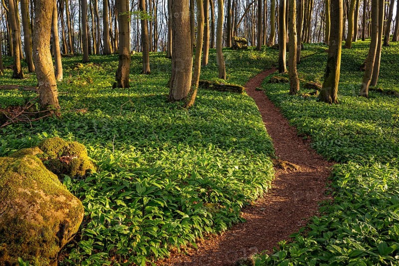 A narrow path winds through endless fields of wild garlic in a green, sunlit beech forest, Saubrink-Oberberg nature reserve, Ith, Coppenbrügge, Weserbergland, Lower Saxony, Germany, Europe