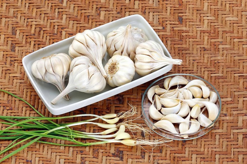 Vegetable, spices, Garlic Latin Allium Sativum, India, Asia