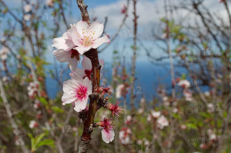 Almond blossom on La Palma, blossom, almond tree (Prunus dulcis), almonds, blossoming, Canary Islands, Canary Islands, food, almond, Spain, Europe