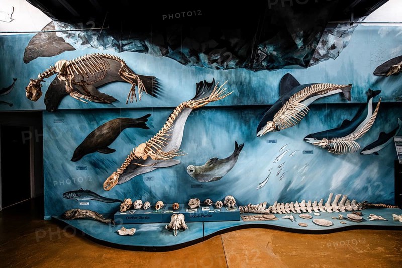 Whale museum at Estancia Harberton, Beagle Channel, Ushuaia, Argentina, South America
