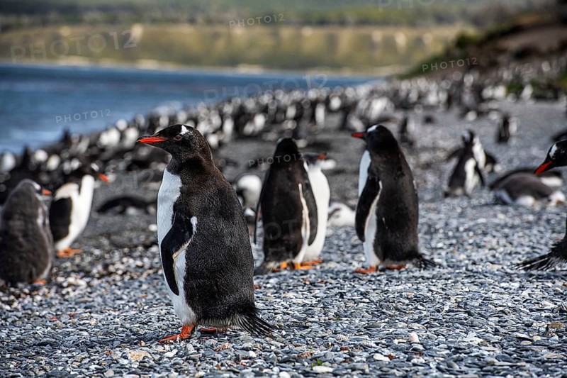 Gentoo penguins (Pygoscelis papua) on Martillon Island, Beagle Channel, Ushuaia, Argentina, South America