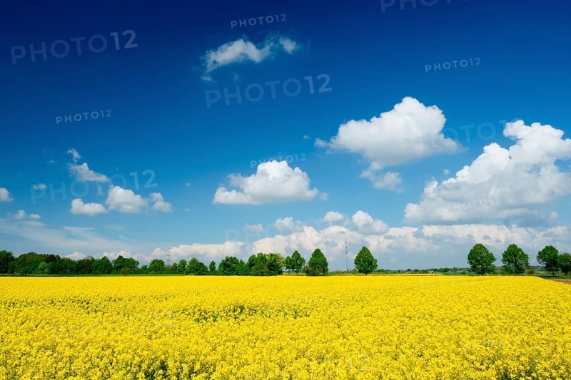 Rape field, trees, rape, summer, blue sky, cumulus clouds, landscape, blooms, blooming, rape blossom, Palatinate, plants, blossoms, rape flowers