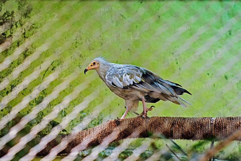 Wild bird, Egyptian Vulture, Sakkarbag, district Junagadh, Gujarat, India, Asia
